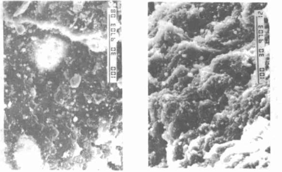 Tensile cross-section SEM of filled calcium carbonate vulcanized rubber