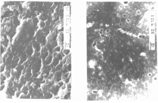 Calcium carbonate filled vulcanized rubber cutting surface SEM