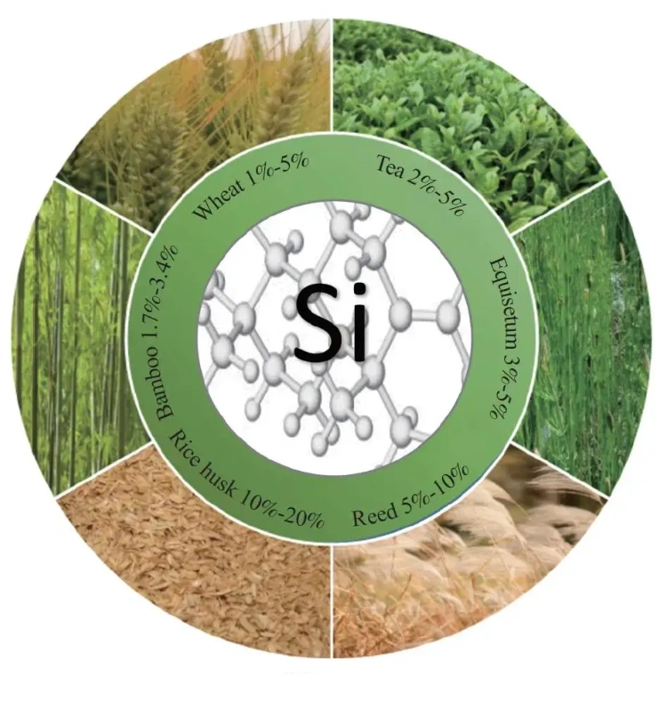 Biomass Silicon Sources