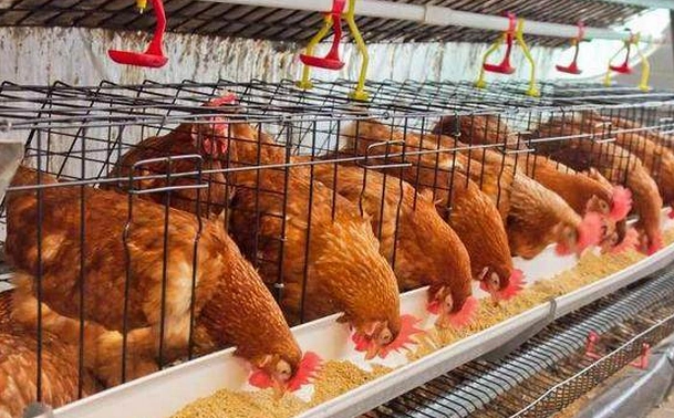 تطبيق في تربية الدواجن